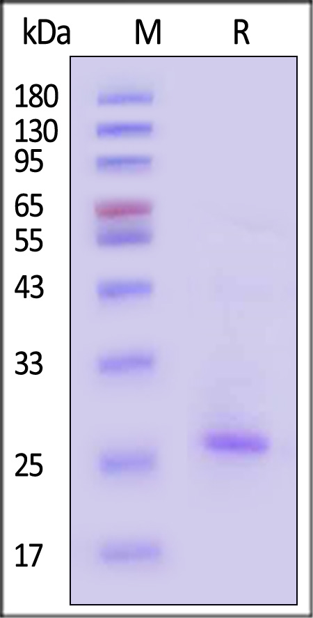 Claudin-6 SDS-PAGE