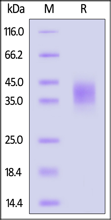 CLA-C5246-sds