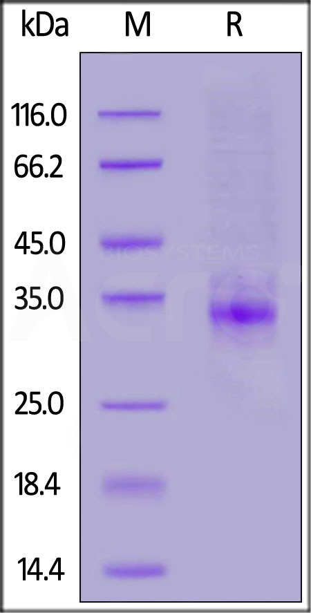 CLA-M5244-sds