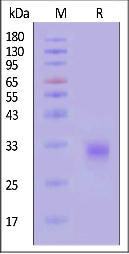 CLC-C52H4-sds