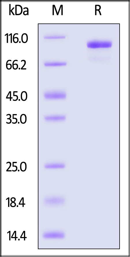 CO2-C52H8-sds