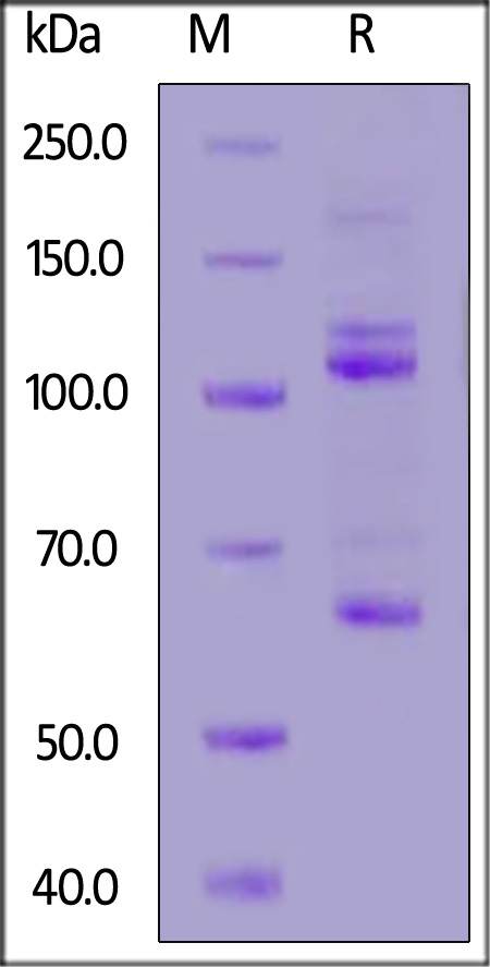 CO3-M52H4-sds