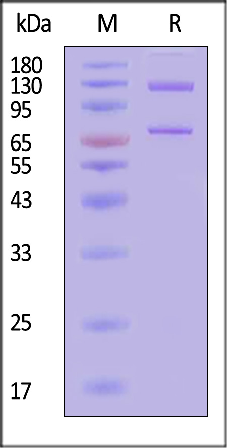 CO5-C82E3-sds