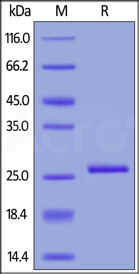 CRP-H5226-sds