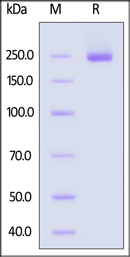 CS4-H52H3-sds