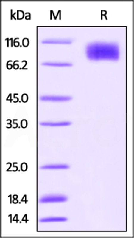 CSR-C52E1-sds