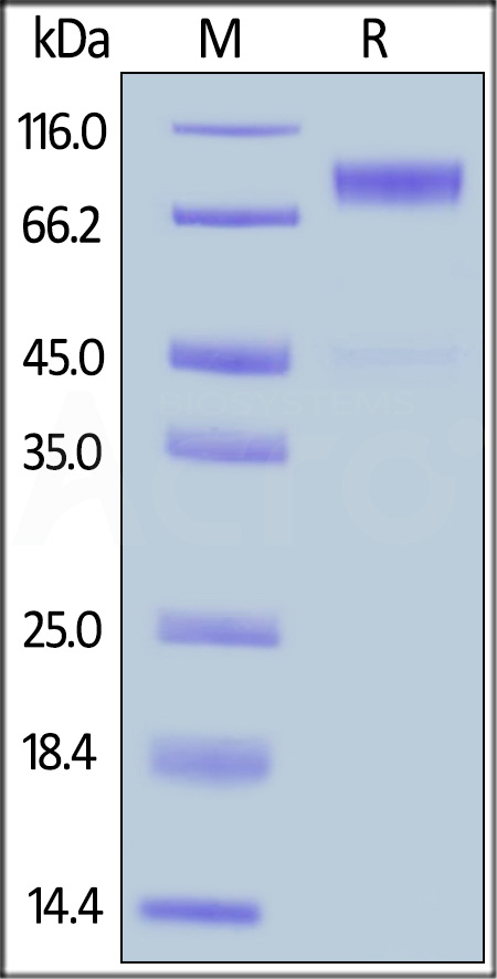 CSR-H5228-sds