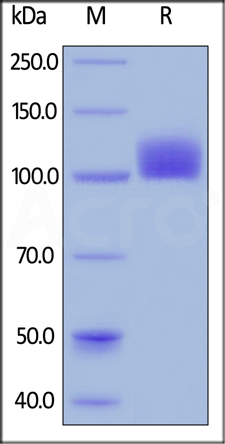 CSR-H5258-sds