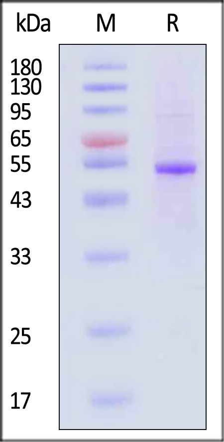 M-CSF R SDS-PAGE