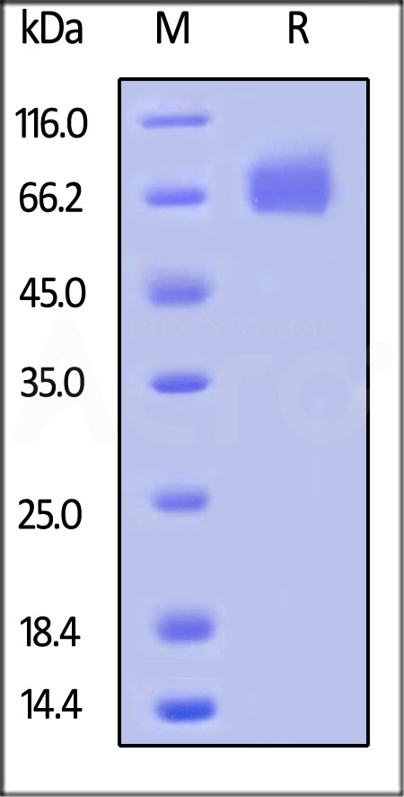 CSR-H82E0-sds