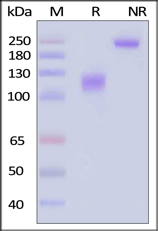 M-CSF R SDS-PAGE