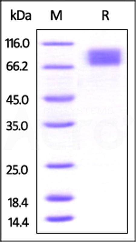 M-CSF R SDS-PAGE