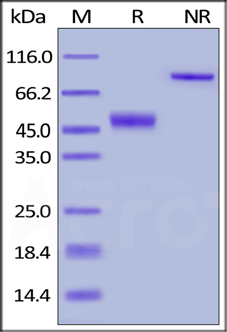 CTLA-4 SDS-PAGE