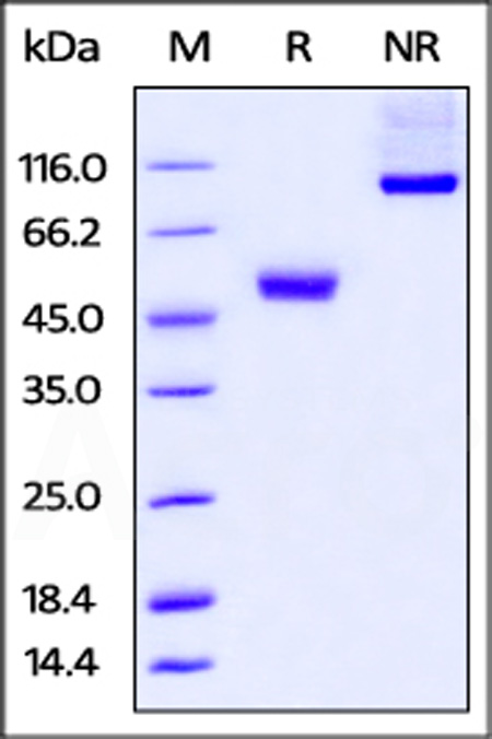 CT4-H52A4-sds