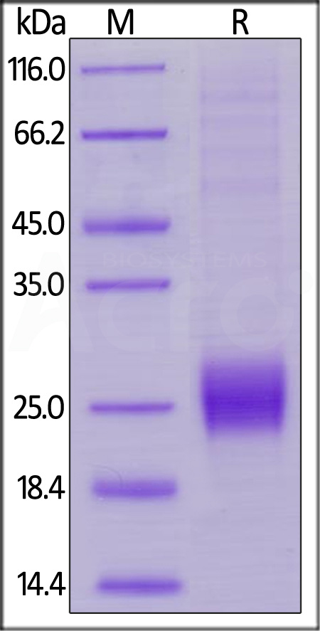 CT4-H82E1-sds