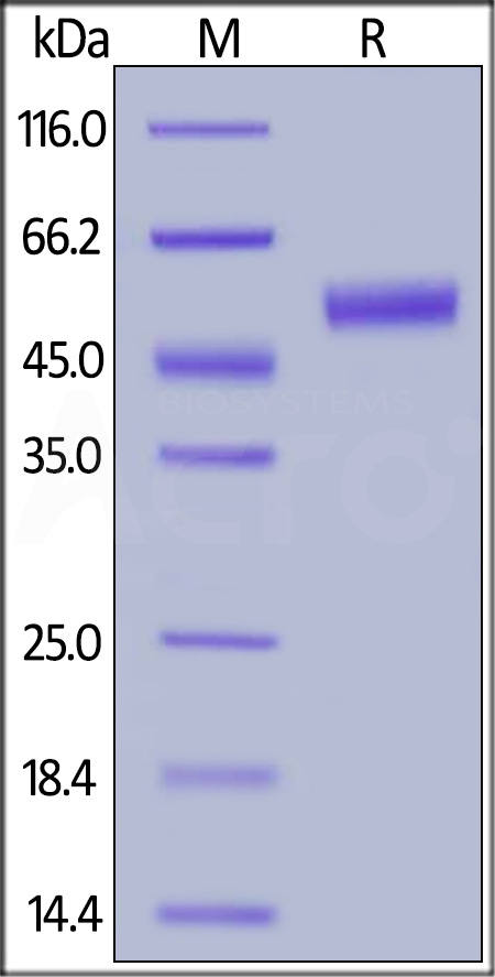 CTLA-4 SDS-PAGE