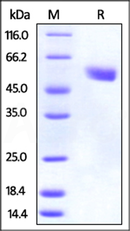 CT4-M5256-sds