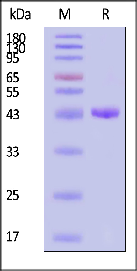 CTE-H52H3-sds