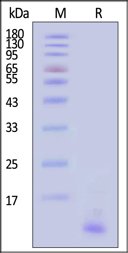 CTGF SDS-PAGE