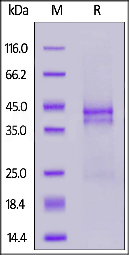 CTGF SDS-PAGE