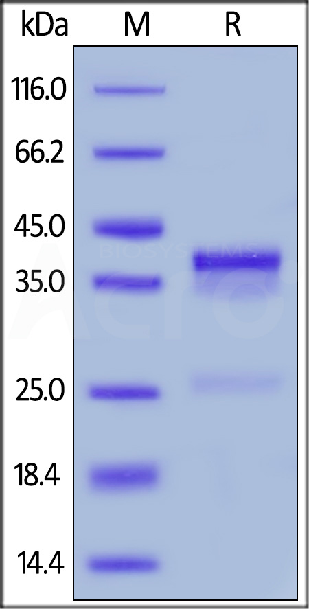 CTGF SDS-PAGE