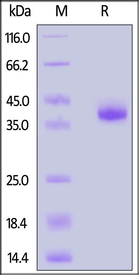 CX1-H5253-sds