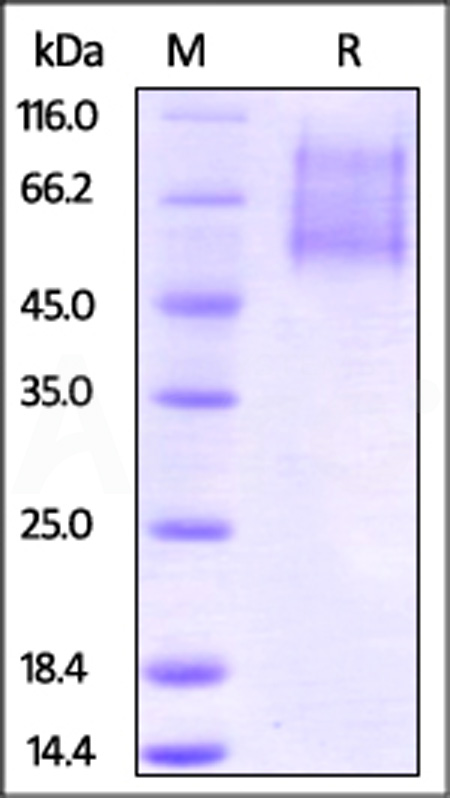 CX1-H8221-sds