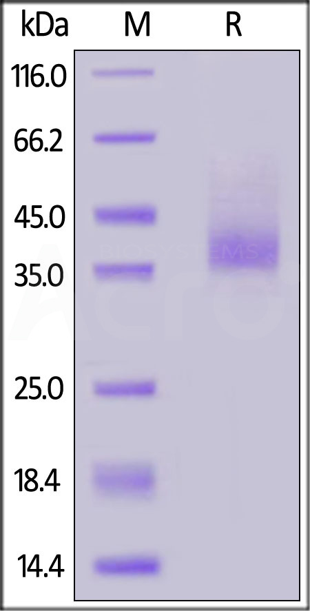 CX4-H5269-sds