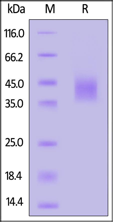 DK1-C52H7-sds