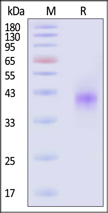 DK1-H5221-sds