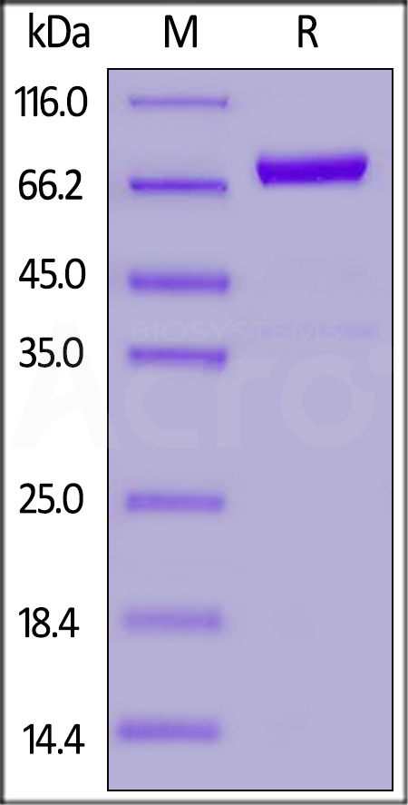 DK1-H5258-sds