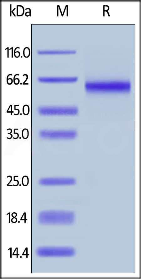 DLL1 SDS-PAGE