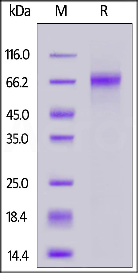 DLL3 SDS-PAGE