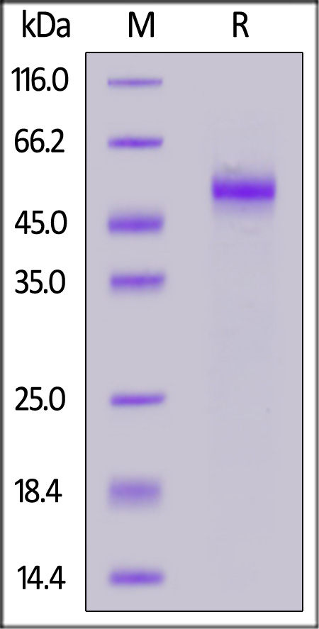 DLL3 SDS-PAGE