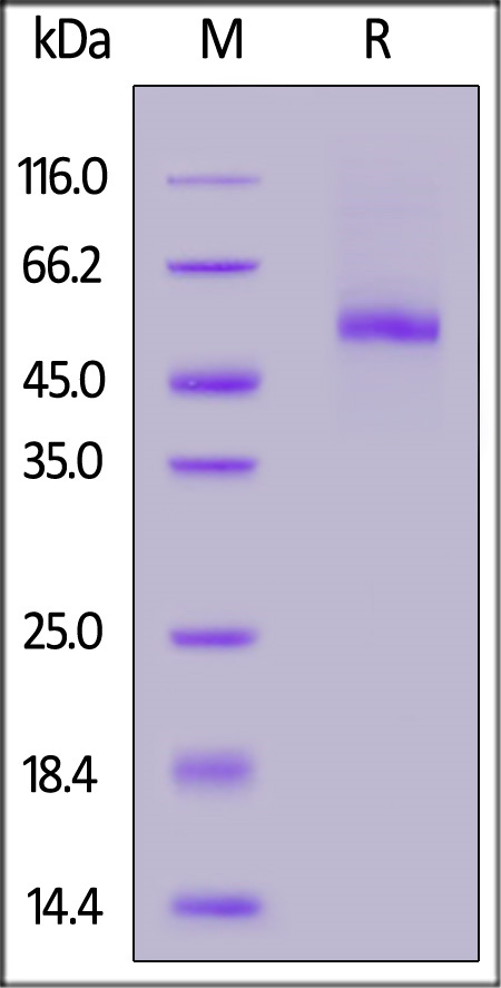 DLL3 SDS-PAGE