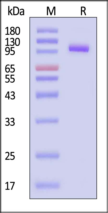 DLL4 SDS-PAGE