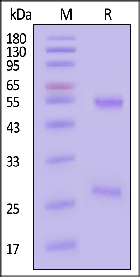 DM1-BLY73-sds