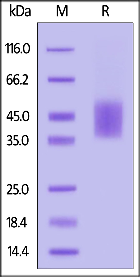 DN1-C52H4-sds