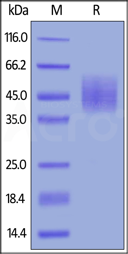 DNAM-1 SDS-PAGE