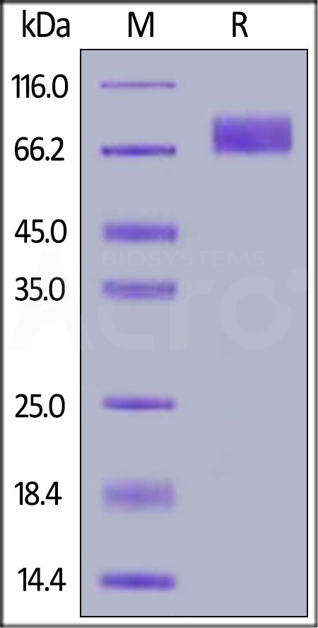 DNAM-1 SDS-PAGE