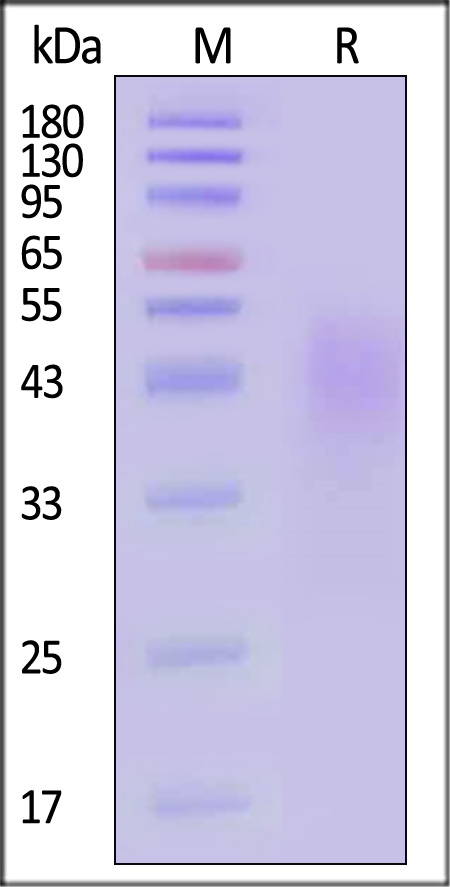 DN1-H52H6-sds