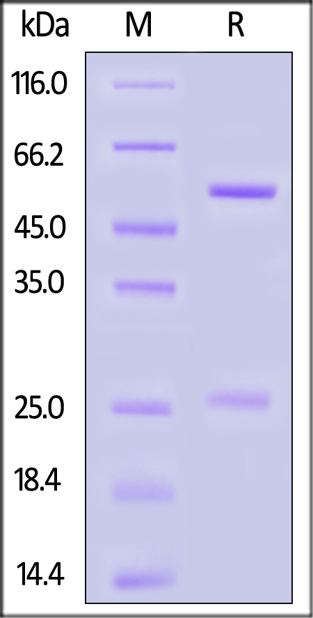 DNP-BL1538-sds