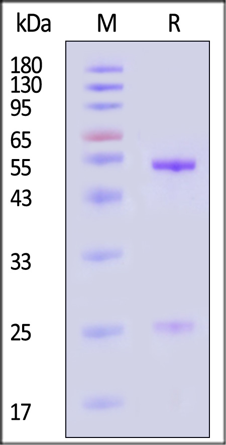 DNP-C11P1-sds