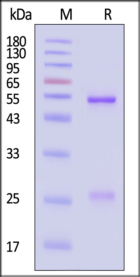 DNP-C12P1-sds