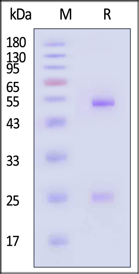 DNP-C17P1-sds