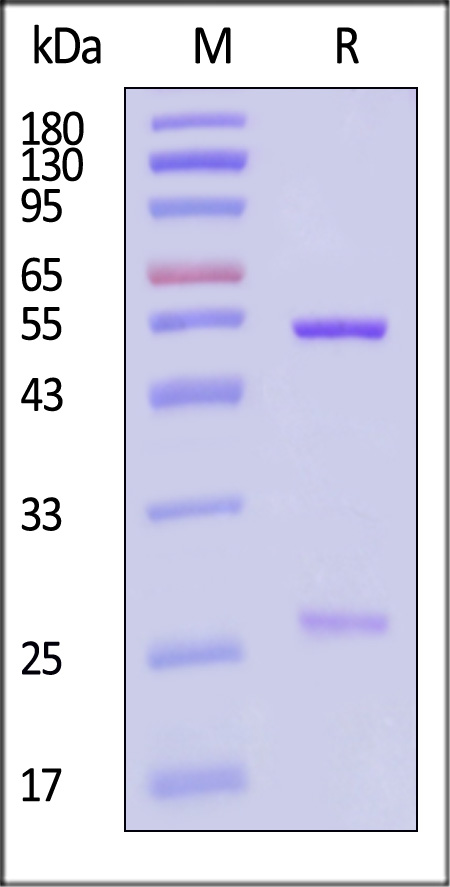 DNP-M2-sds