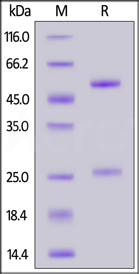 IgG control SDS-PAGE