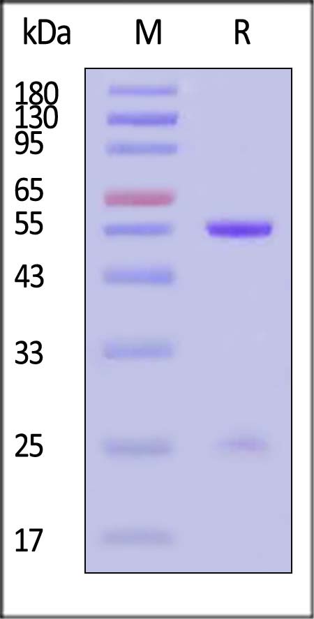 DNP-M486-sds