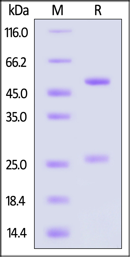 DNP-MB273-sds