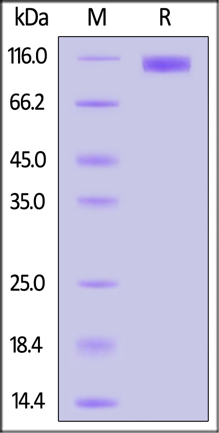 DP4-C52H5-sds